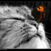 avatar Alizia